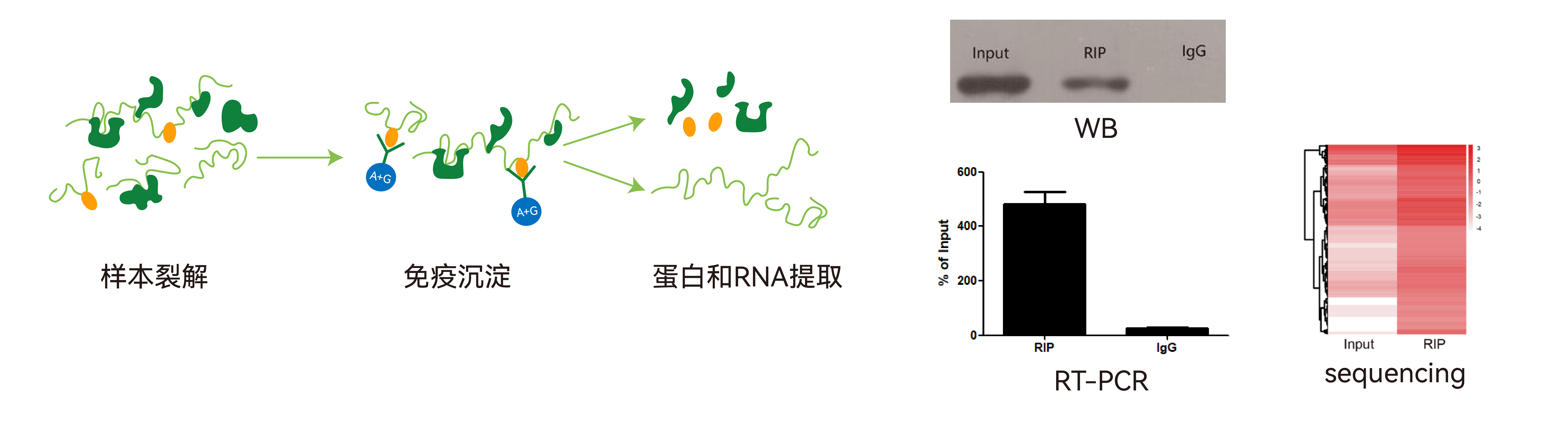 RIP(RNA免疫沉淀)实验 | 技术 | 价格 | 公司_吉赛生物